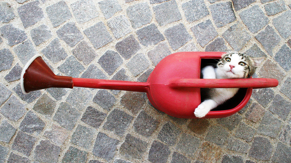 When Your Boss Gets Distracted by Every New Thing