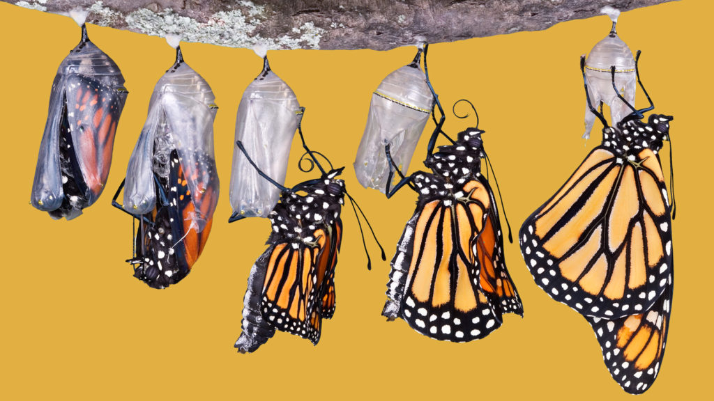 You Don’t Need a Grand Strategy to Achieve Organizational Change