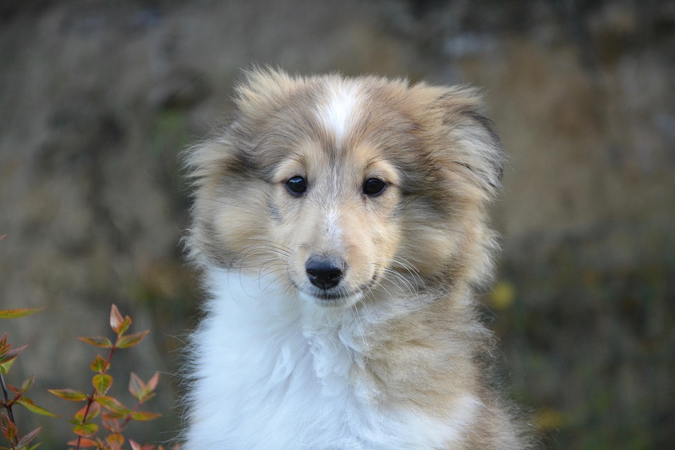 The Rise of Virtual Volunteerism: How You Can Give Back from the Comfort of Your Own Home