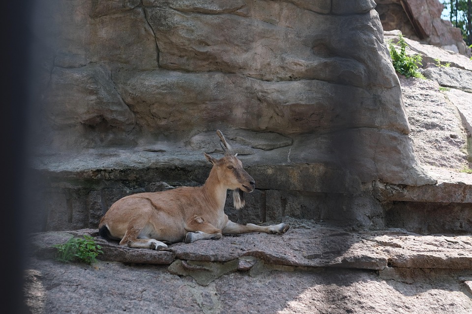 Transform Your Organization with These 7 Visionary Leadership Principles