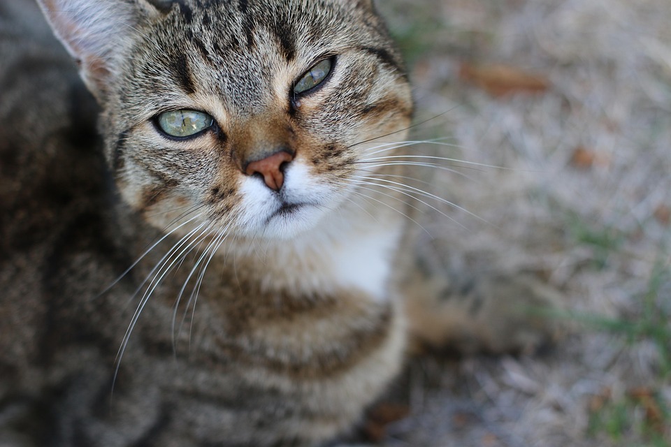 The Community That Cares: Volunteer-Driven Project Provides Food and Shelter to Homeless Population