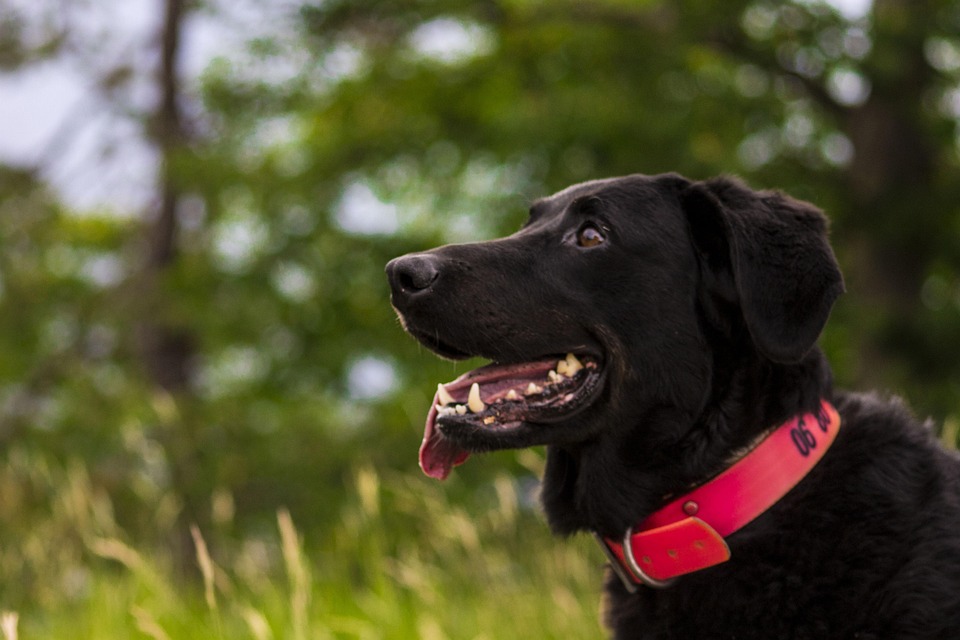 Innovative Volunteer Programs: How Technology is Enhancing the Volunteer Experience