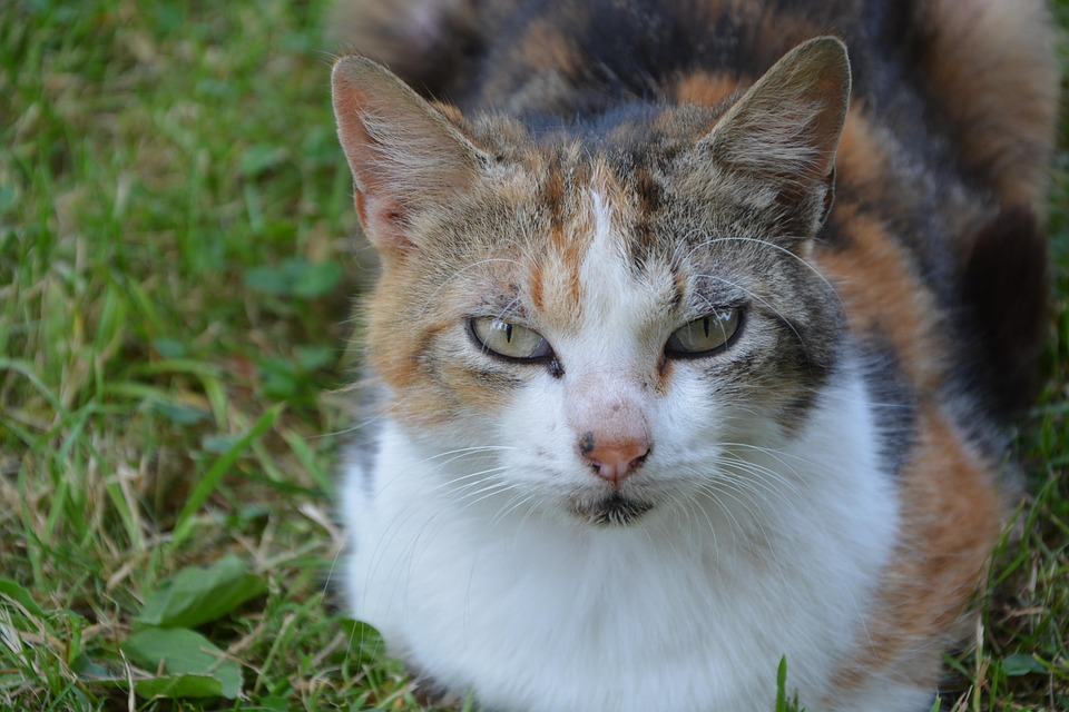 The Art of Social Innovation: How Creativity and Design Are Driving Impact