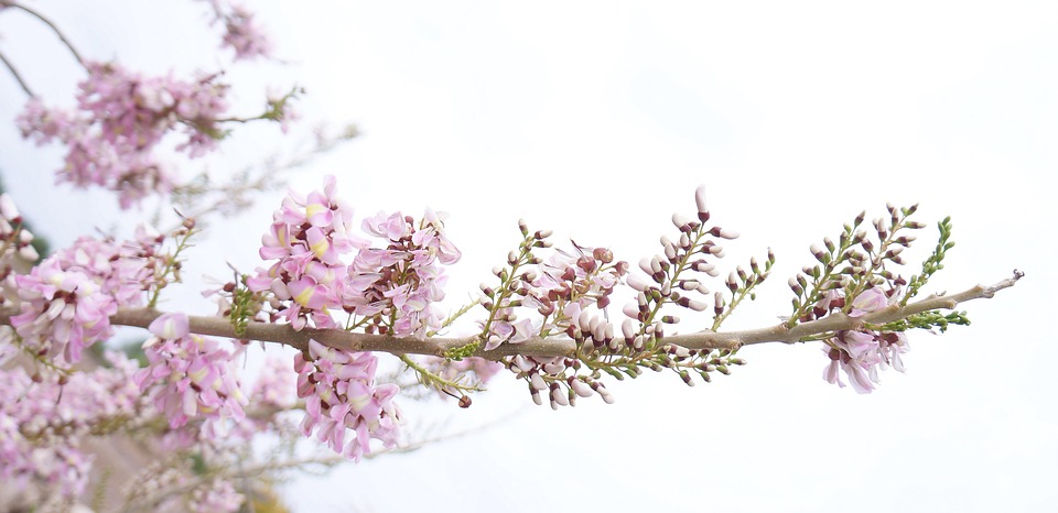 Trends and Future Directions