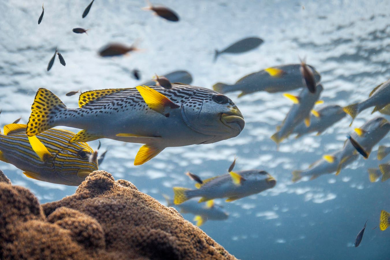When We Stop Taking, the Ocean Starts Giving Back When We Stop Taking, the Ocean Starts Giving Back